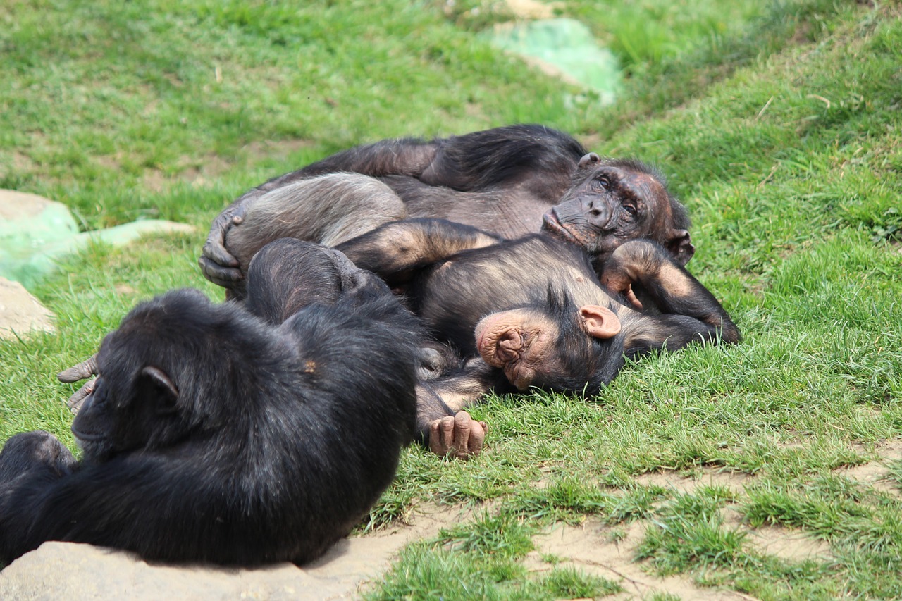 chill out lazing around chimpanzee free photo