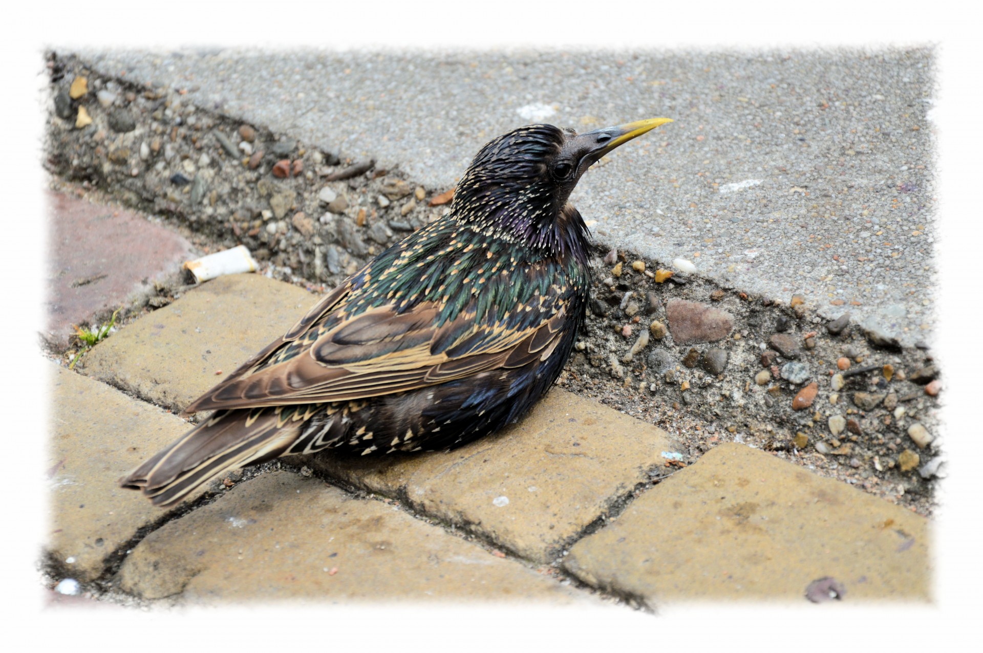 starling bird chilling out free photo