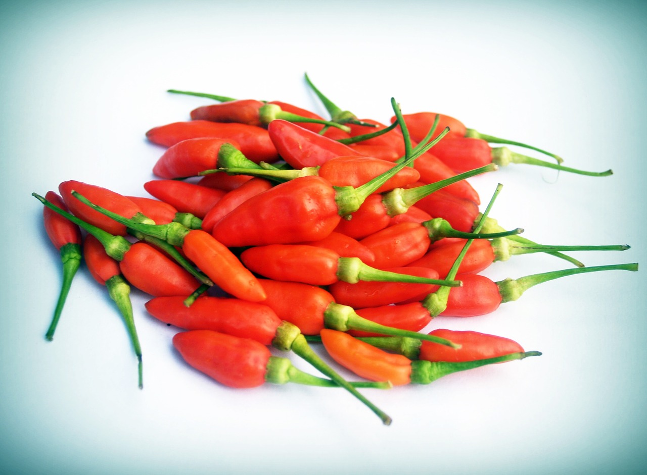 chilli pepper red free photo