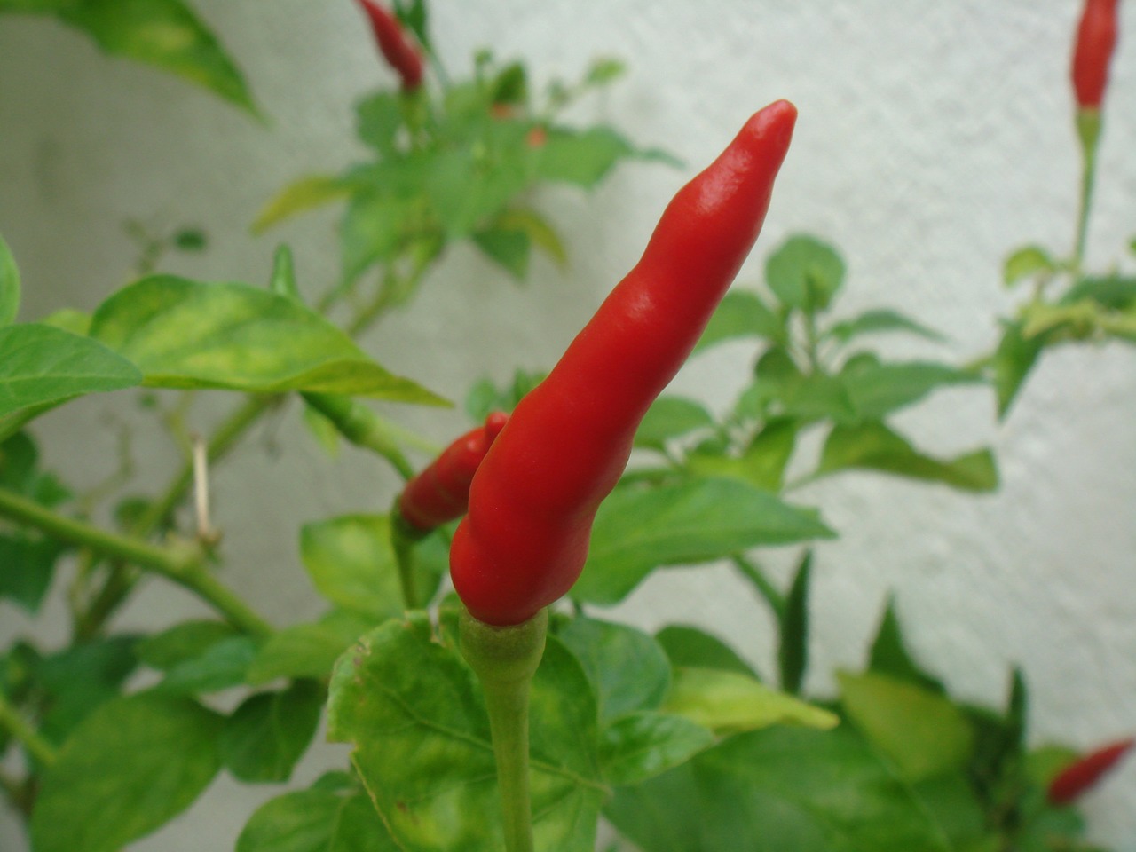 chilli pepper plant free photo