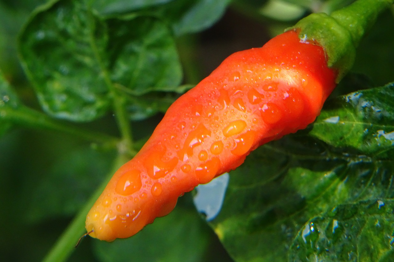 chilli chilly cabe free photo