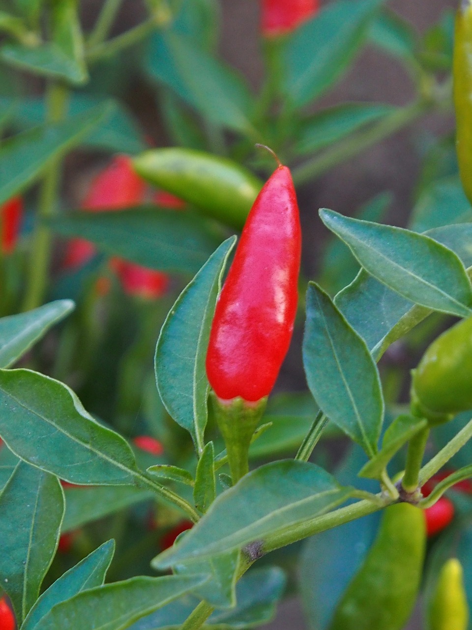 chilli  pod  red free photo