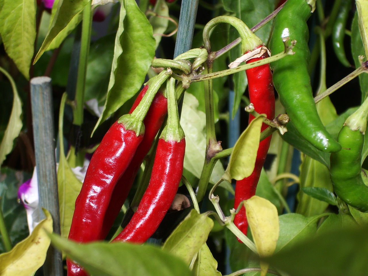 chilli plant vegetable free photo