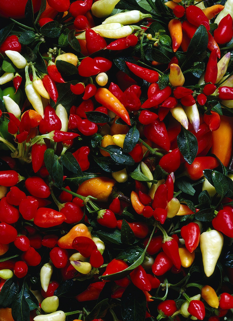 chilli peppers colors mature free photo