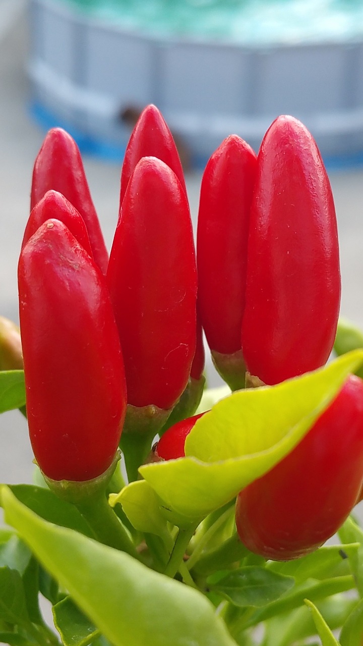 chilli peppers red summer free photo