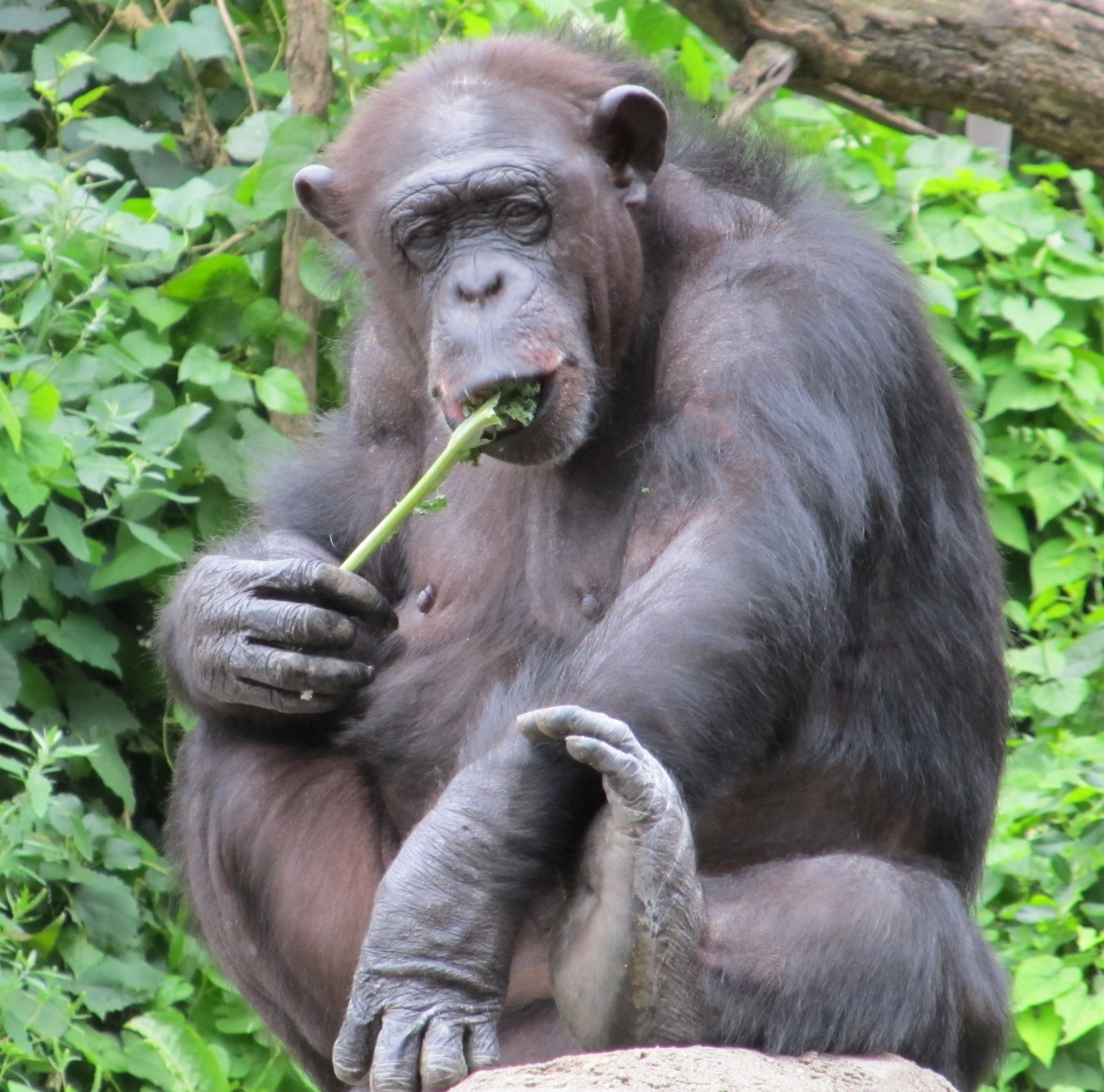 chimpanzee monkey chimp free photo