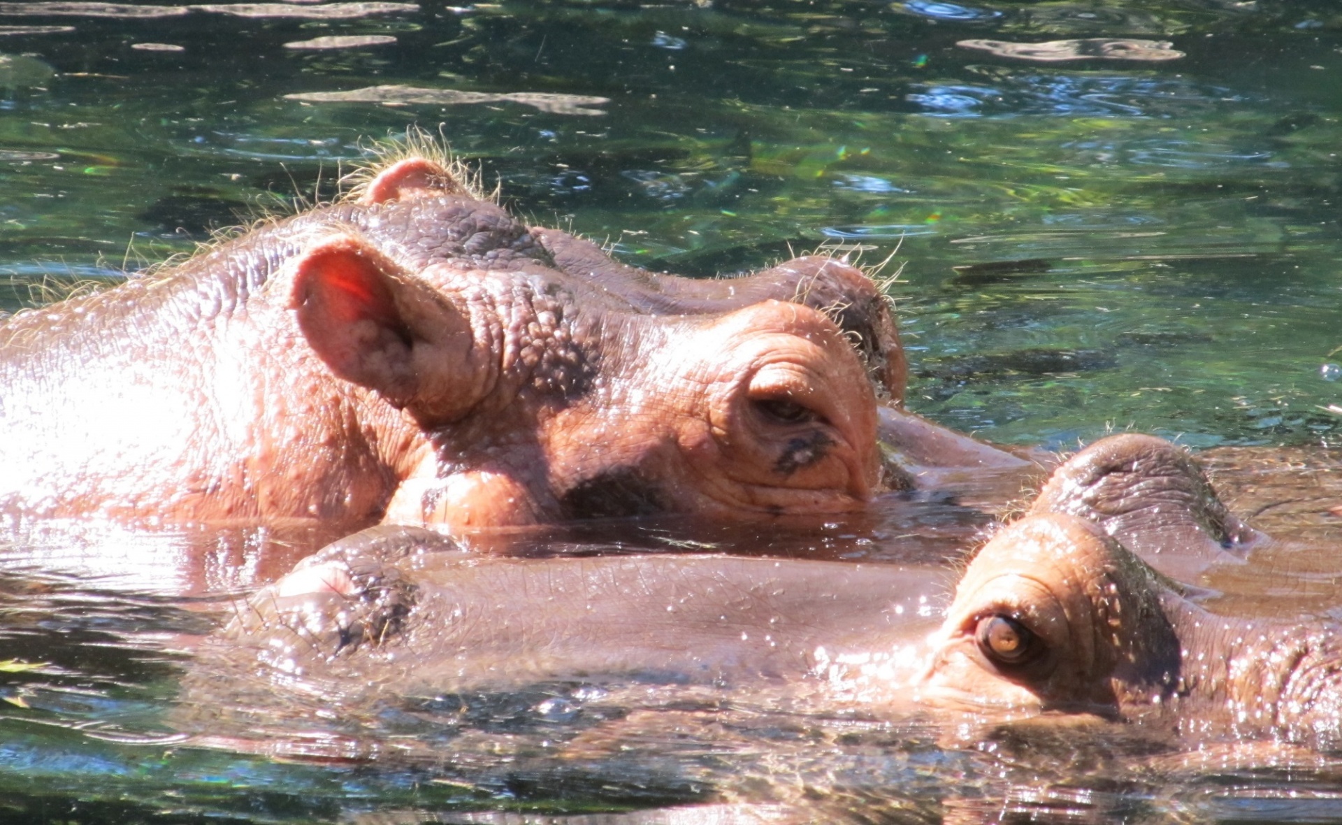 hippopotamus hippo two free photo