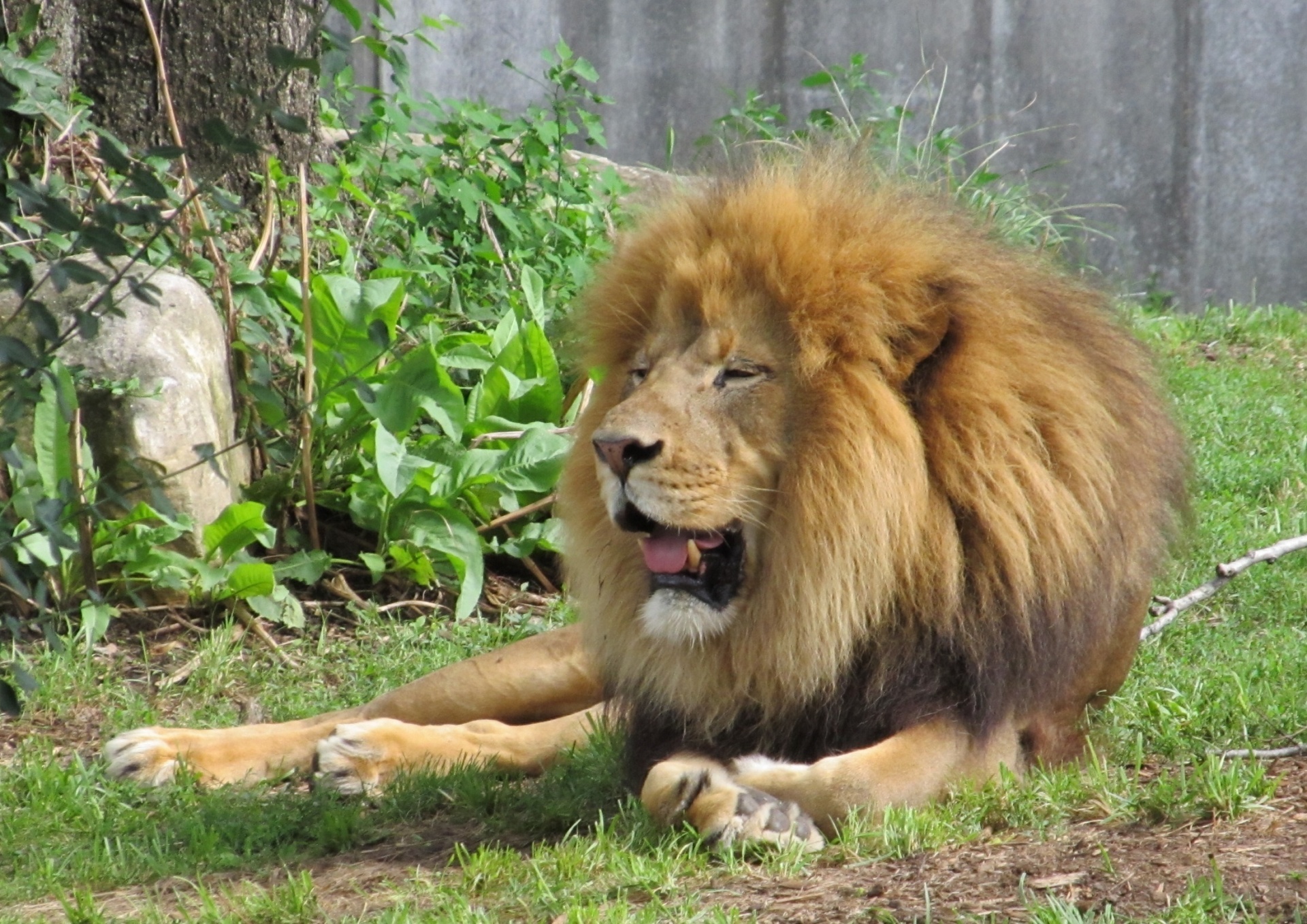 lion feline big cat free photo