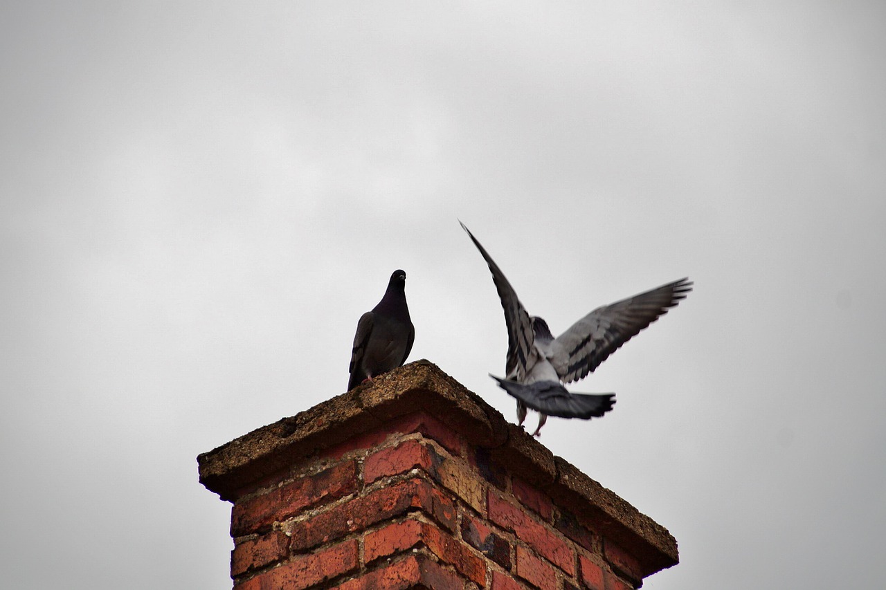 chimney pigeon birds free photo