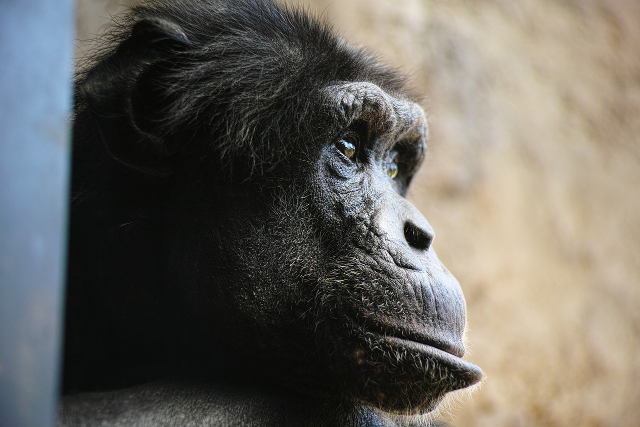chimp monkey face free photo
