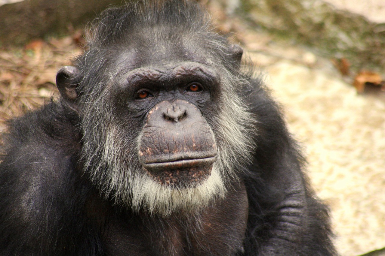 chimp face old free photo