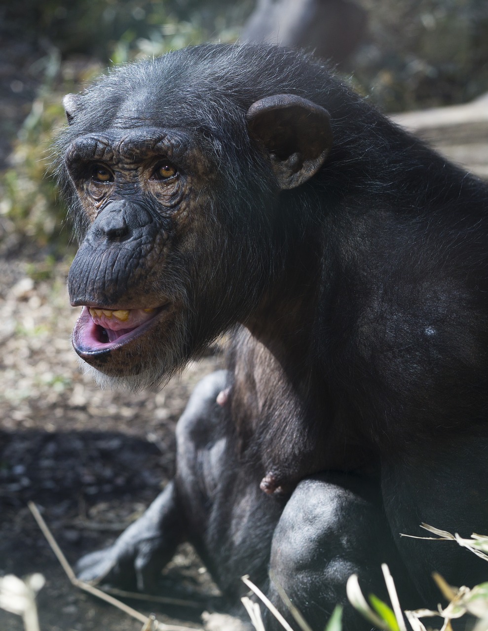 chimp  zoo  monkey free photo