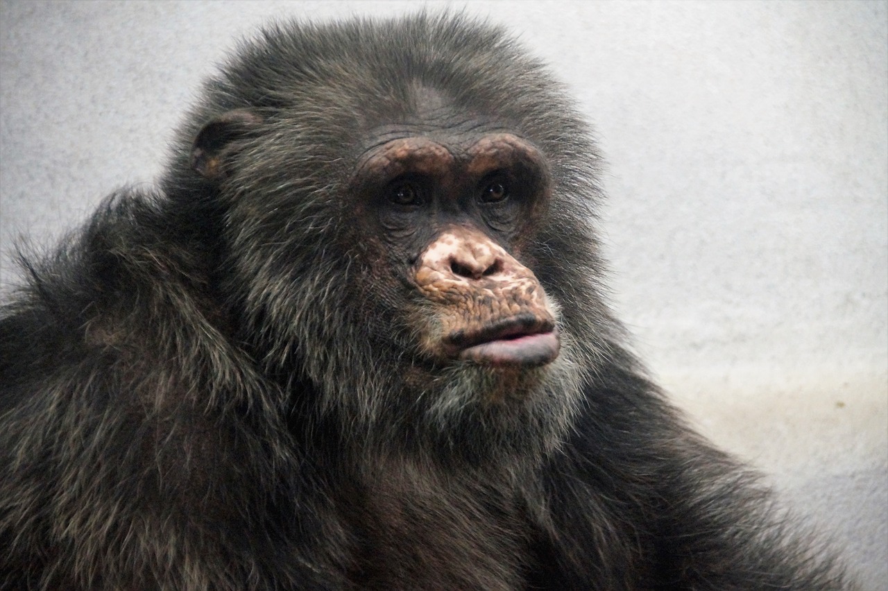 chimp  monkey  animal free photo