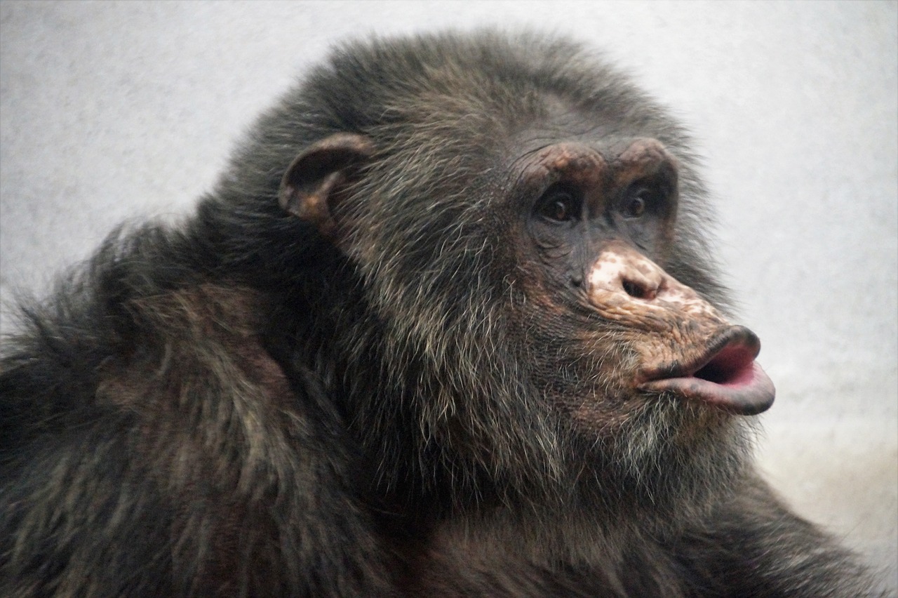 chimp  monkey  animal free photo