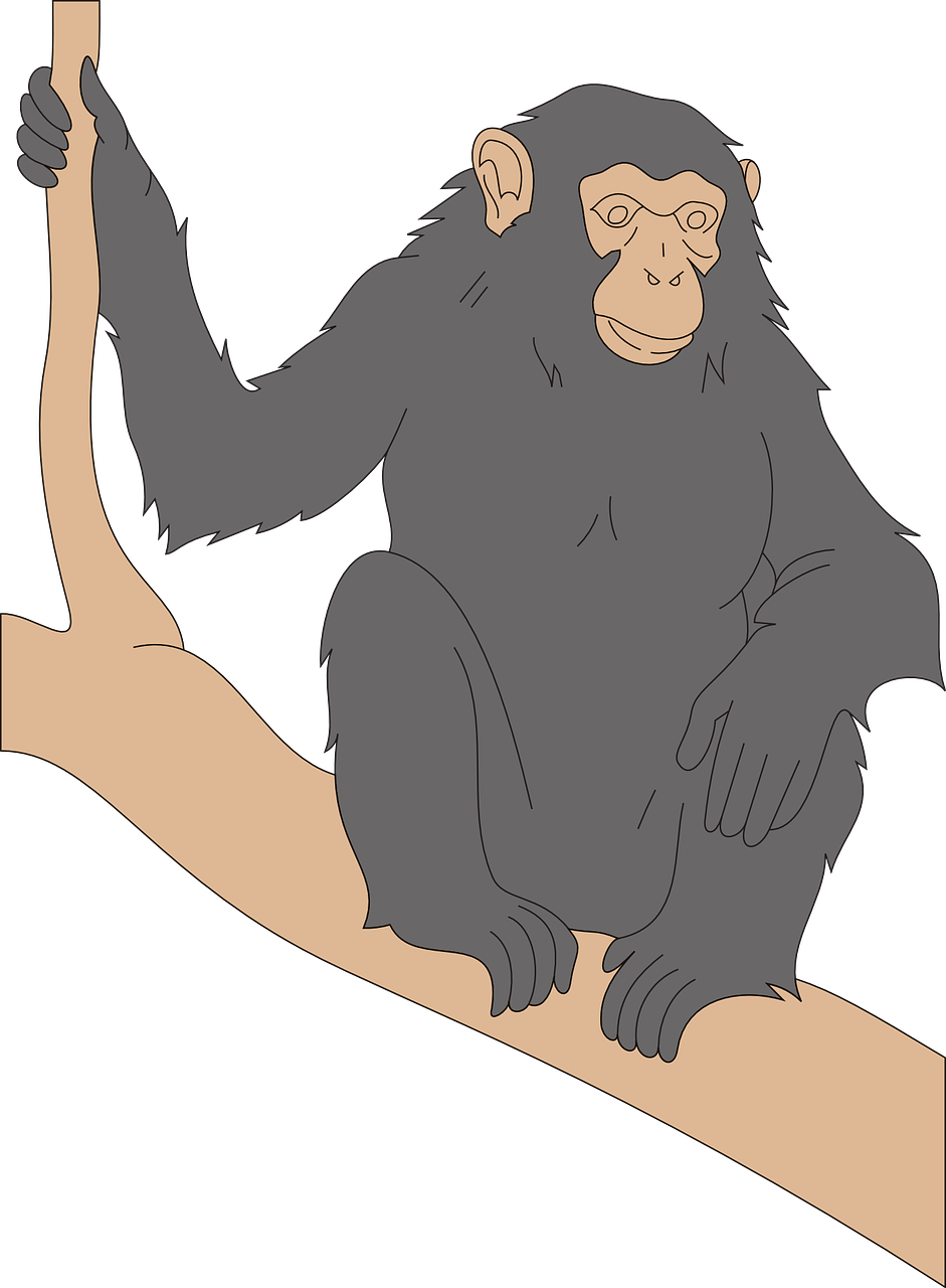 chimp black branch free photo