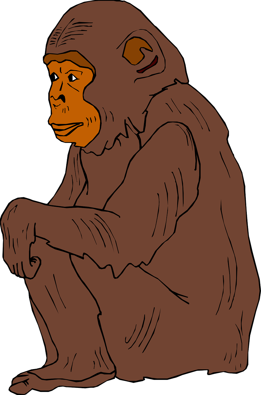 chimp brown sitting free photo