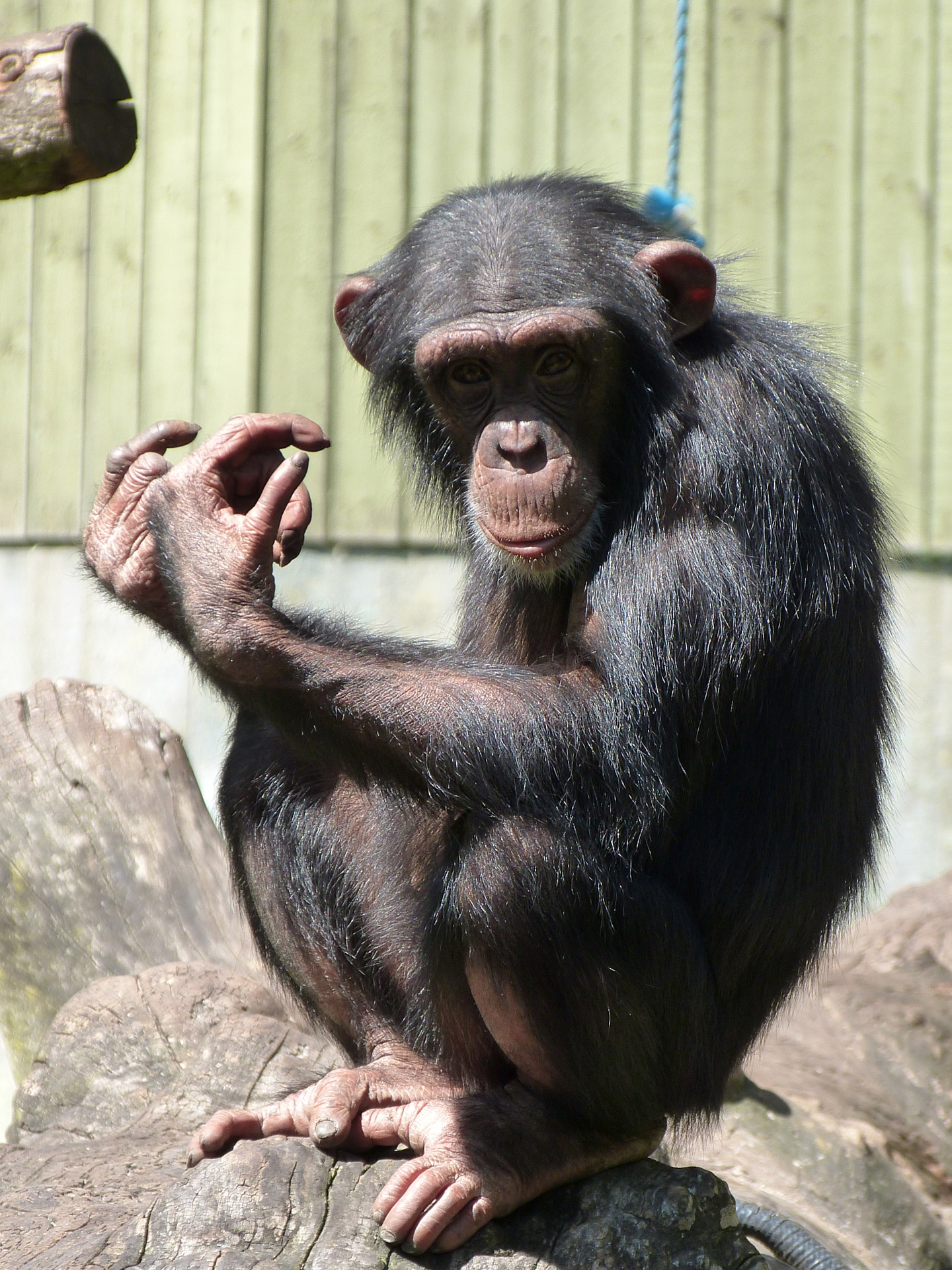 chimpanzee zoo monkey free photo