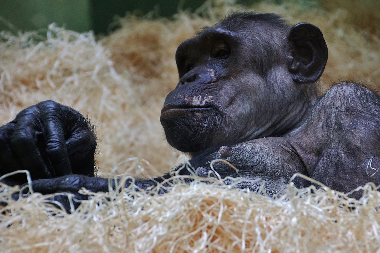 chimpanzee monkey ape free photo