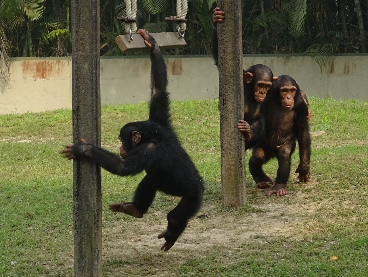 chimpanzee ape primate free photo