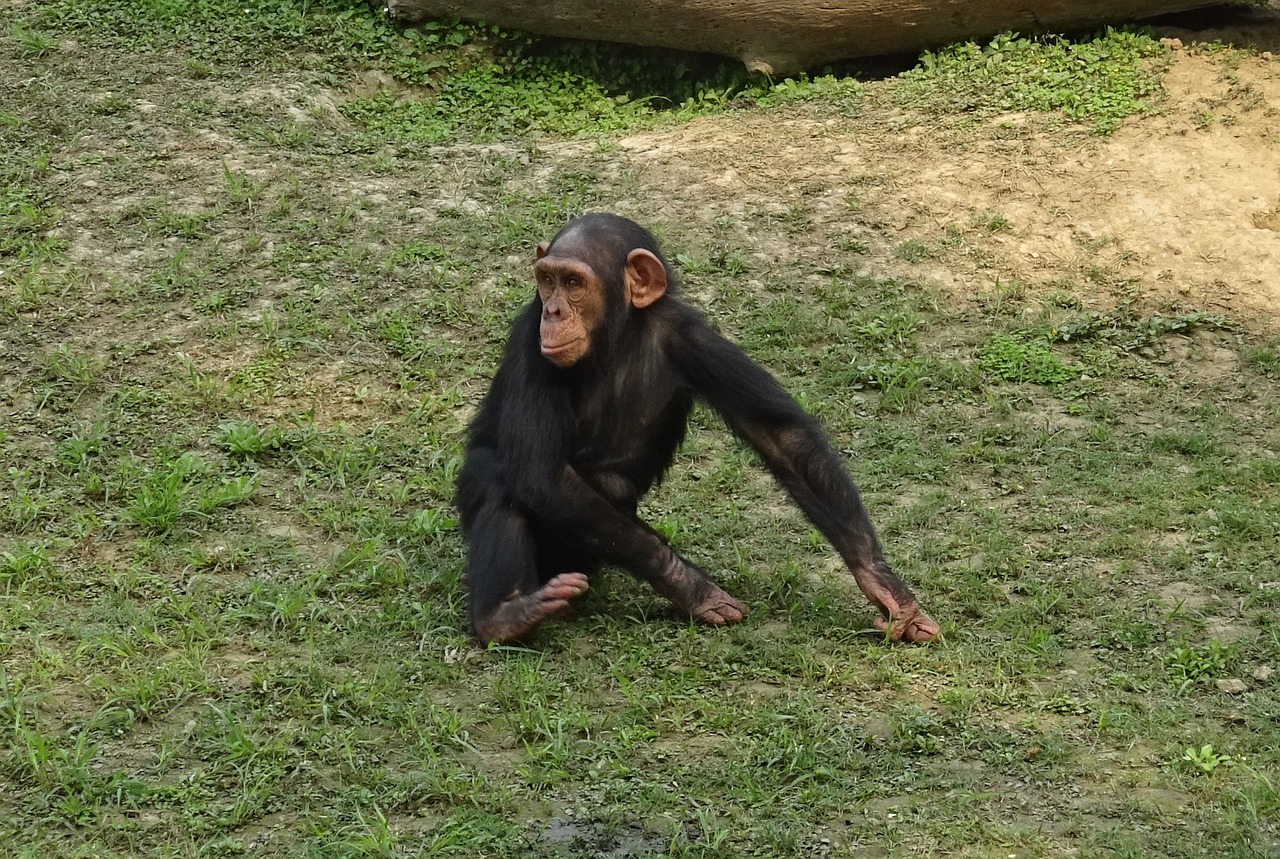 chimpanzee ape primate free photo