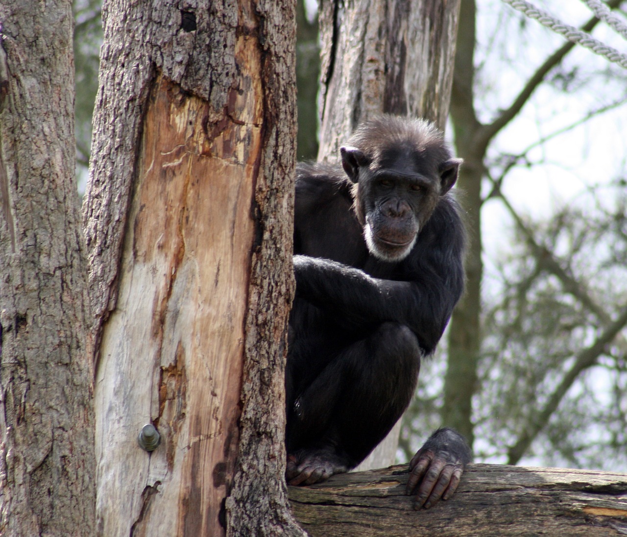 chimpanzee zoo monkey free photo