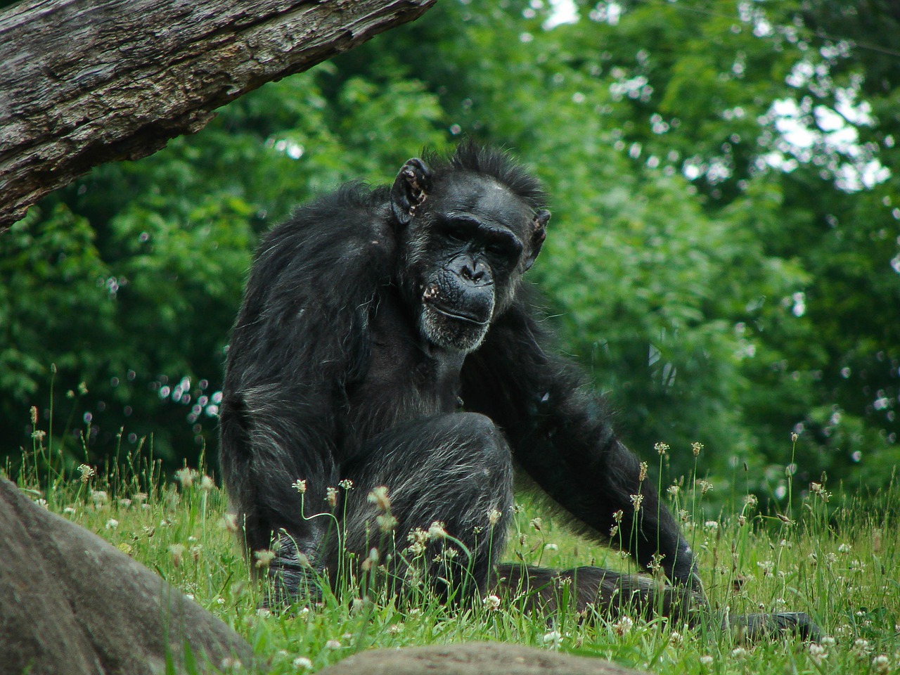 chimpanzee chimp animal free photo