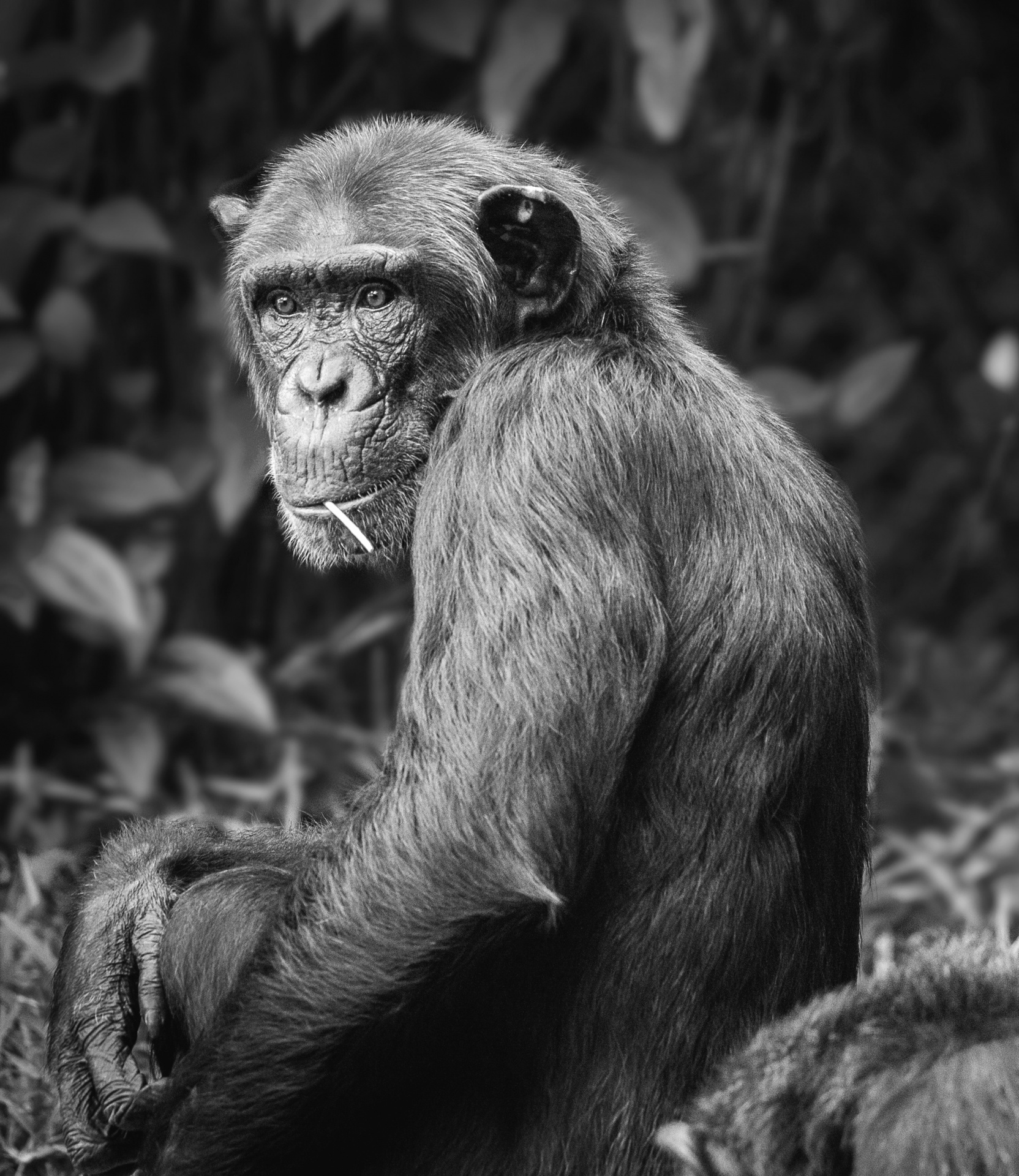 chimpanzee chimp monkey free photo