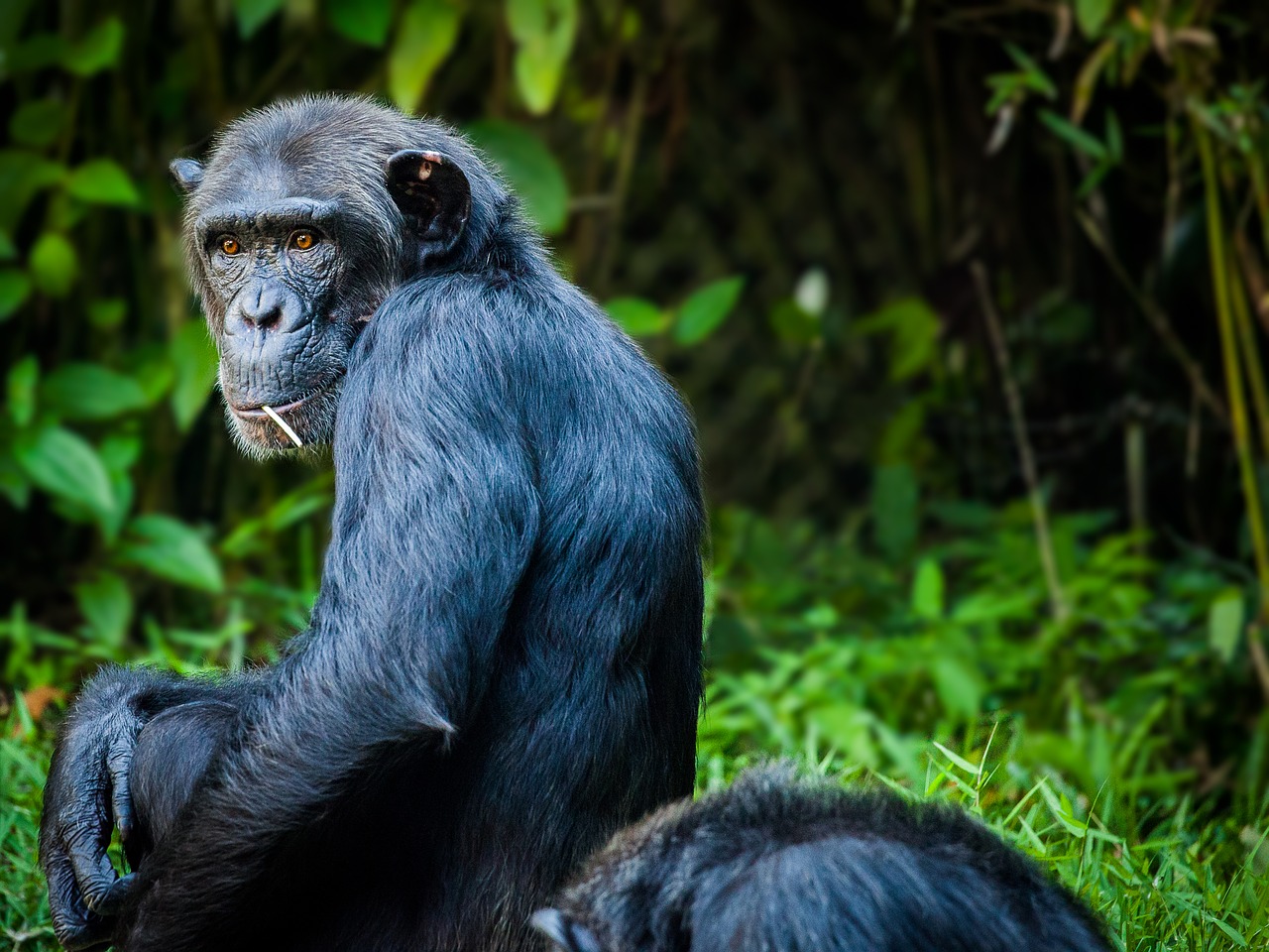 chimpanzee monkey ape free photo