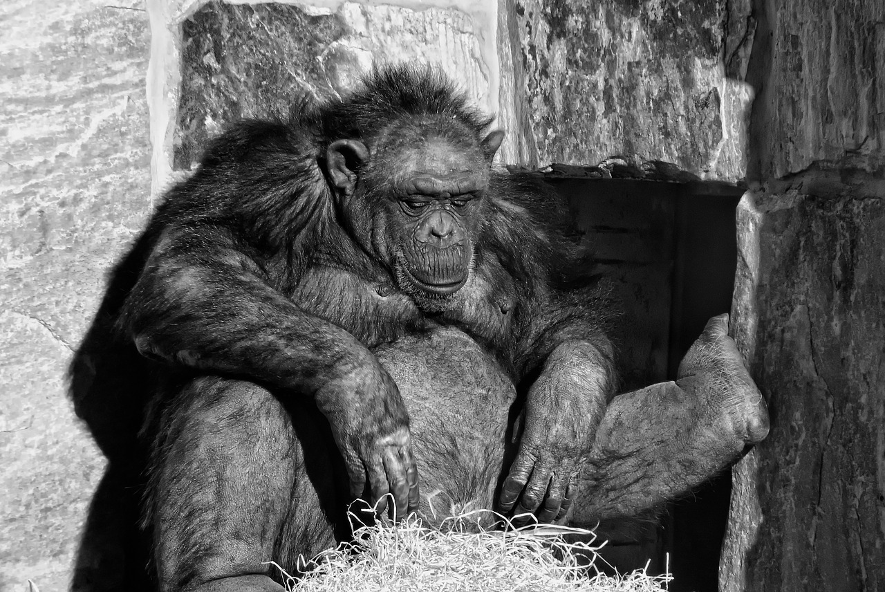 chimpanzee mammal ape free photo
