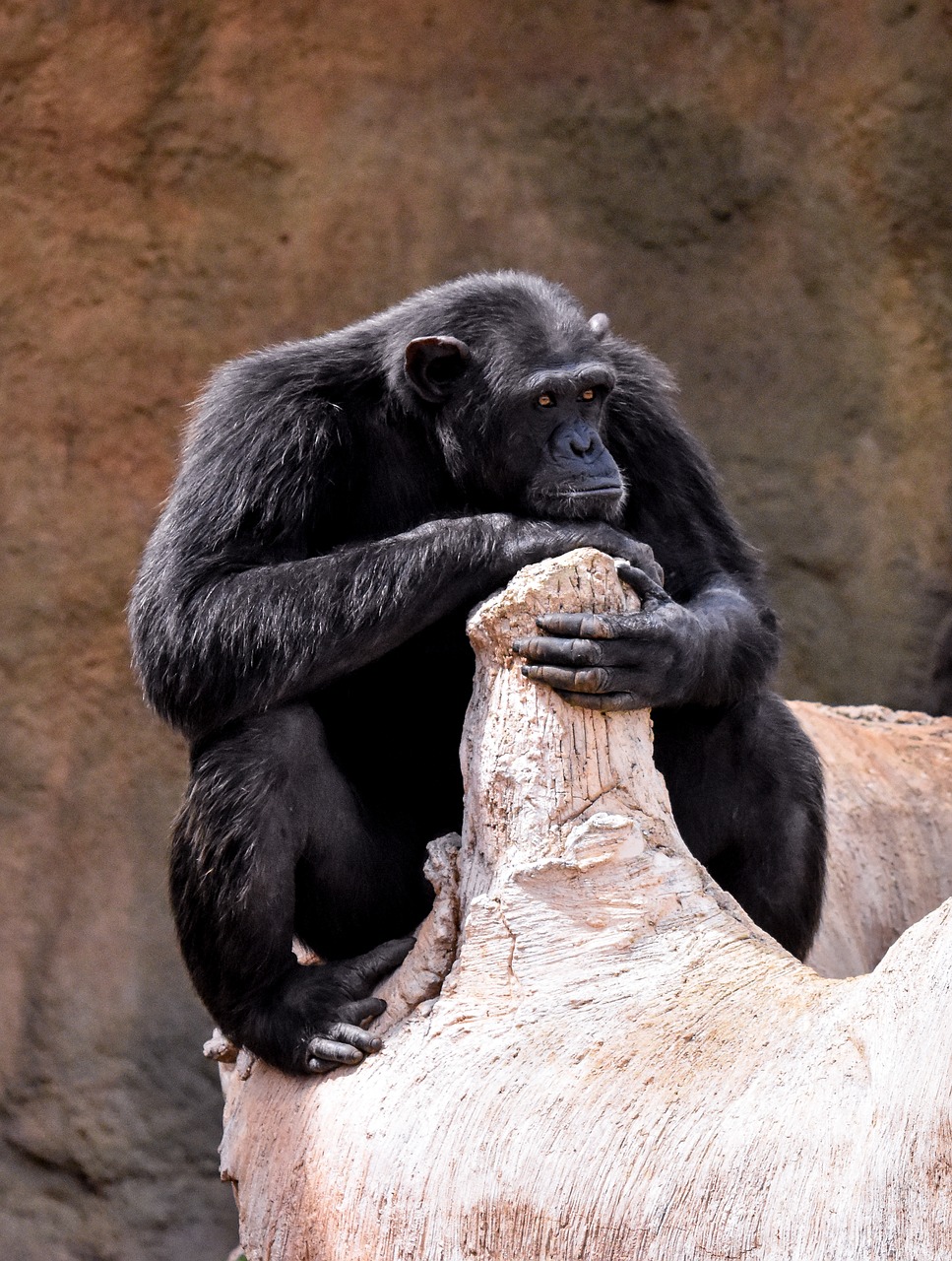 chimpanzee animal wild free photo