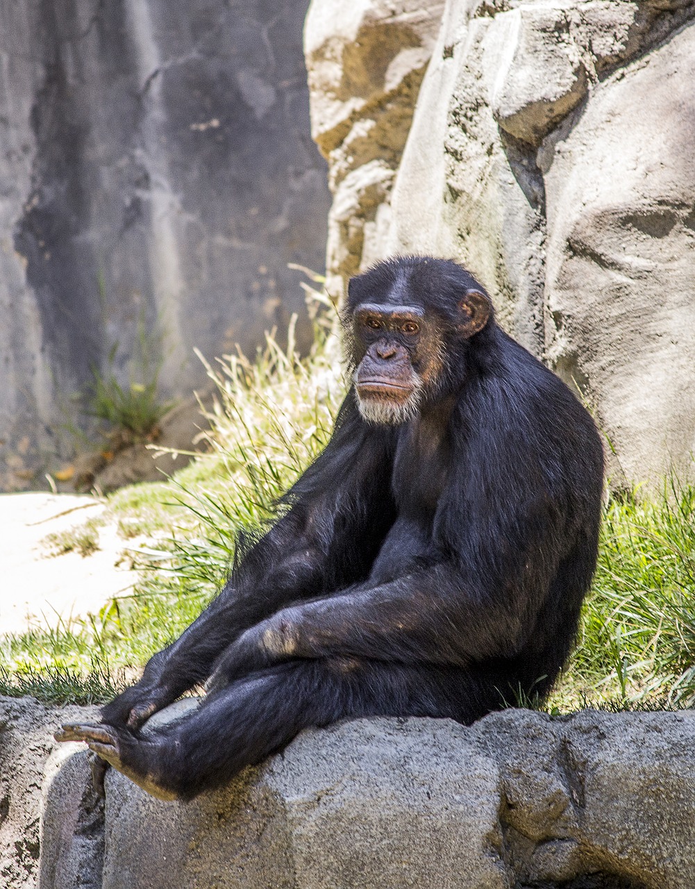 chimpanzee animal monkey free photo