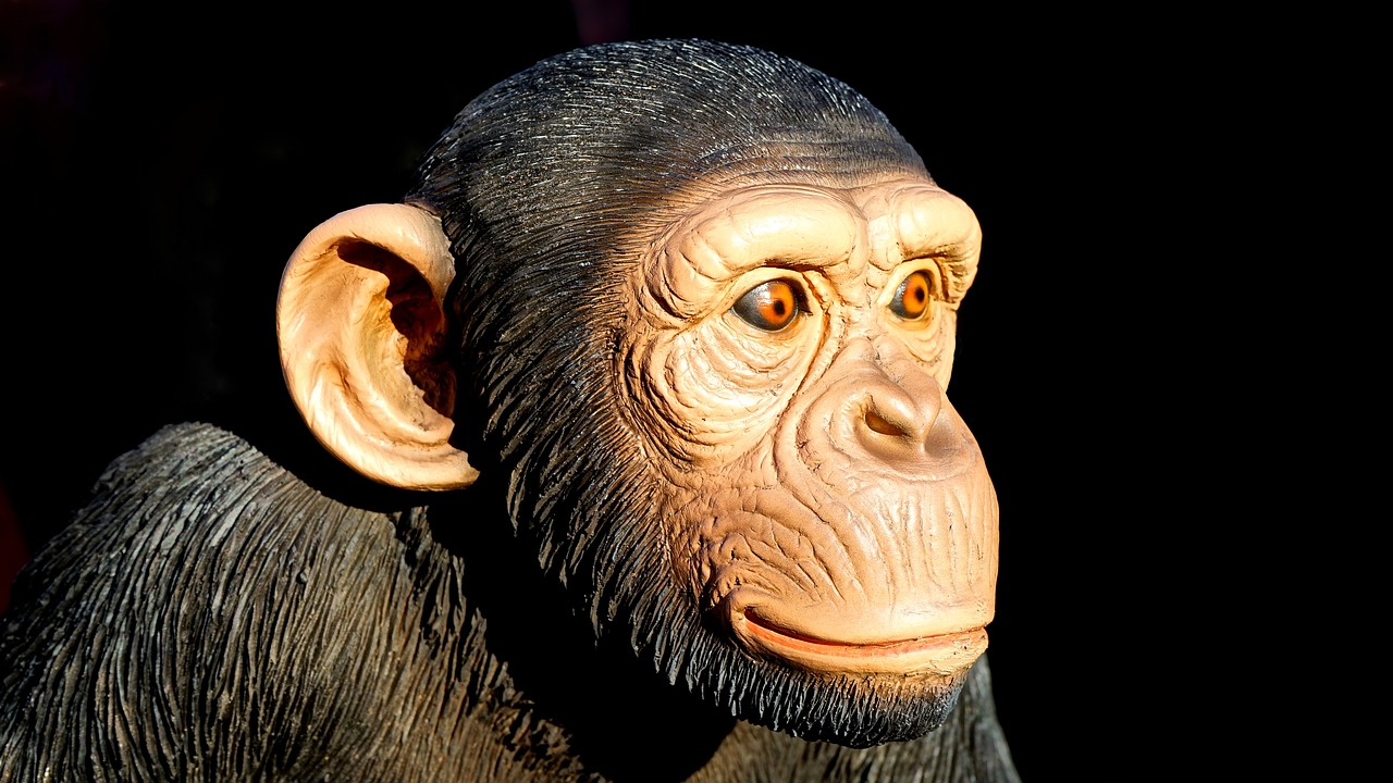 chimpanzee monkey animal free photo