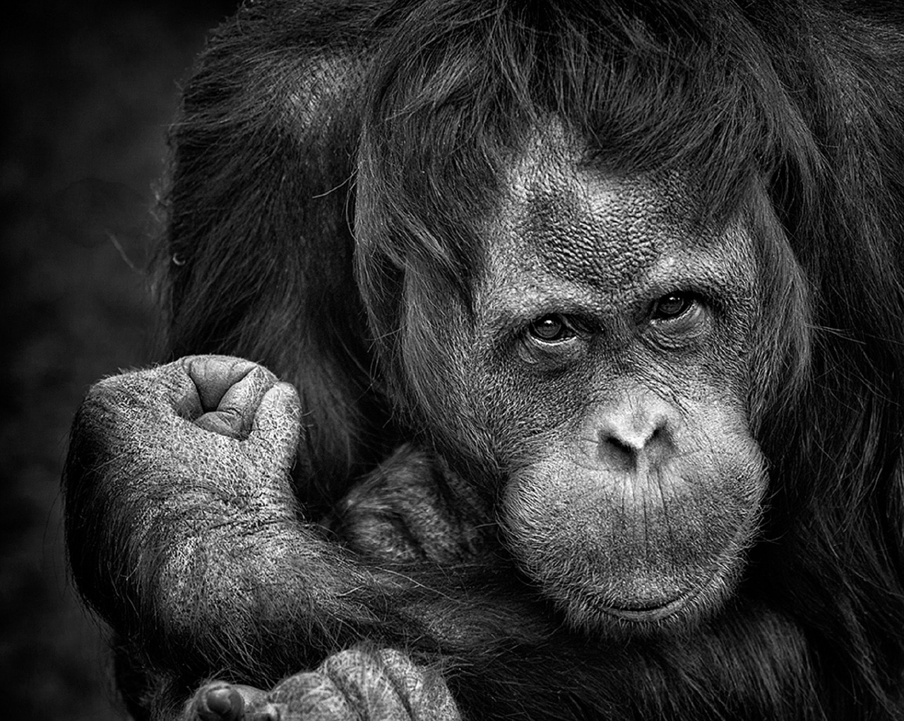 chimpanzee monkey portrait free photo