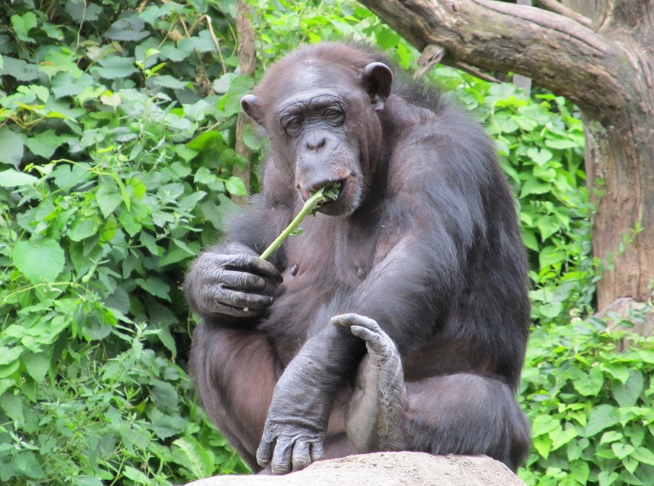 chimpanzee monkey sitting free photo