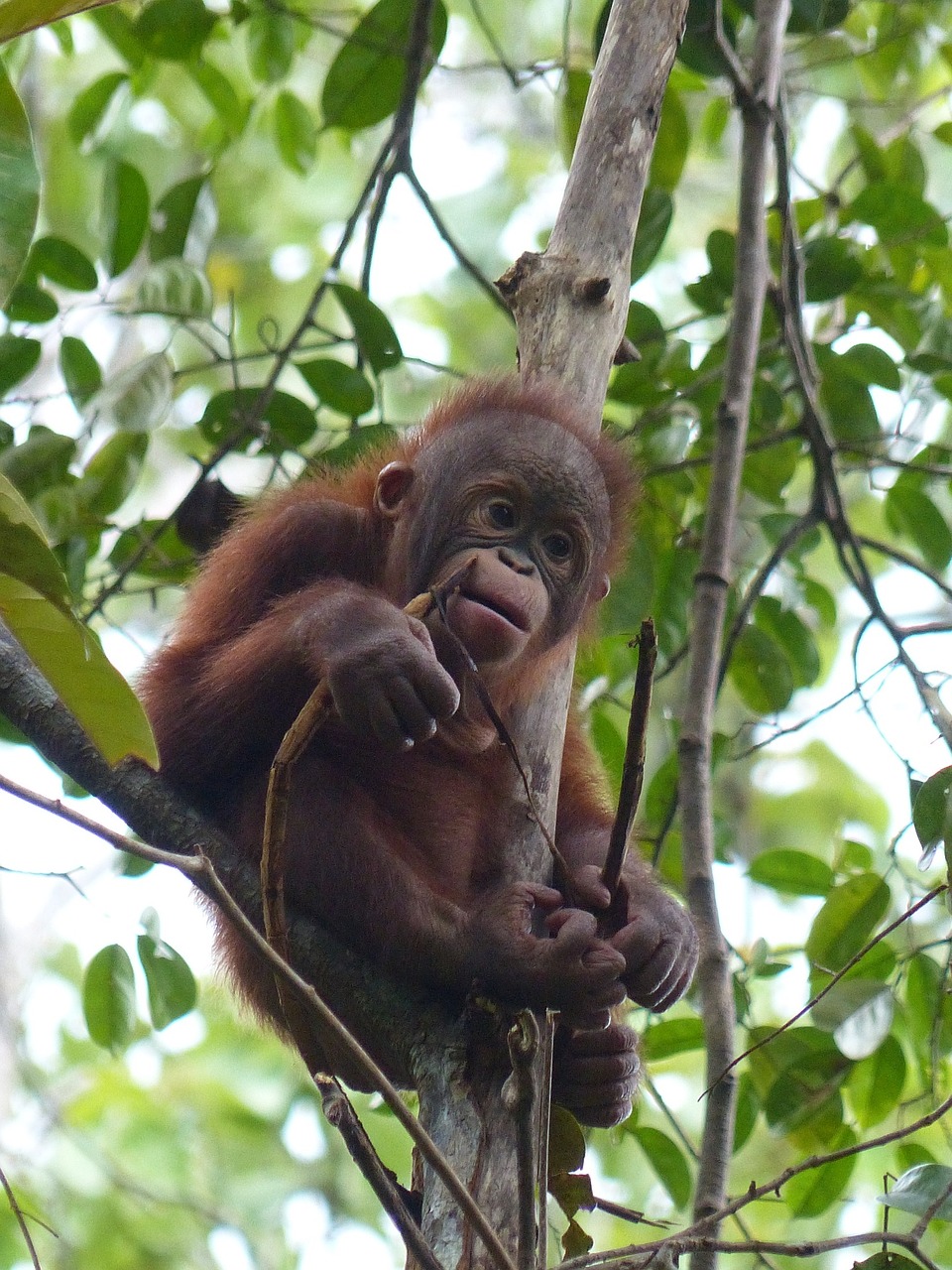 chimpanzee baby monkey free photo