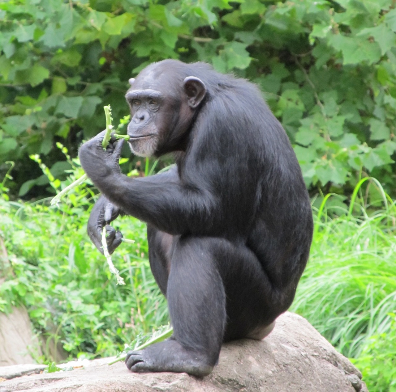 chimpanzee monkey sitting free photo