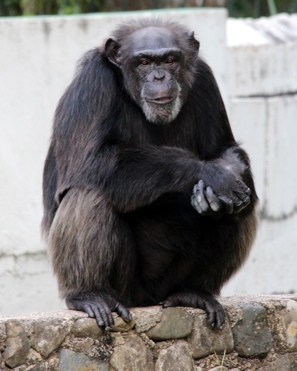 chimpanzee primacy monkey free photo