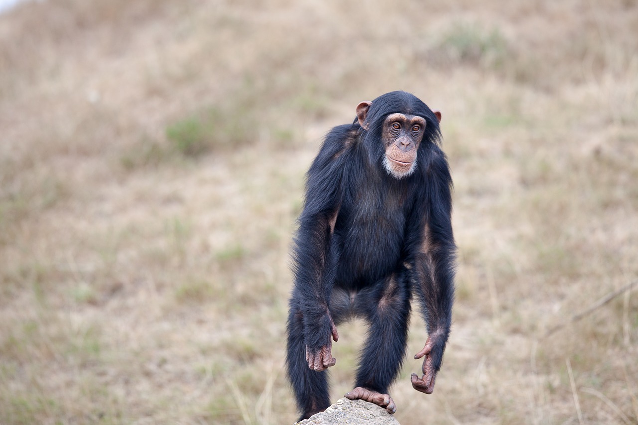 chimpanzee monkey animal free photo