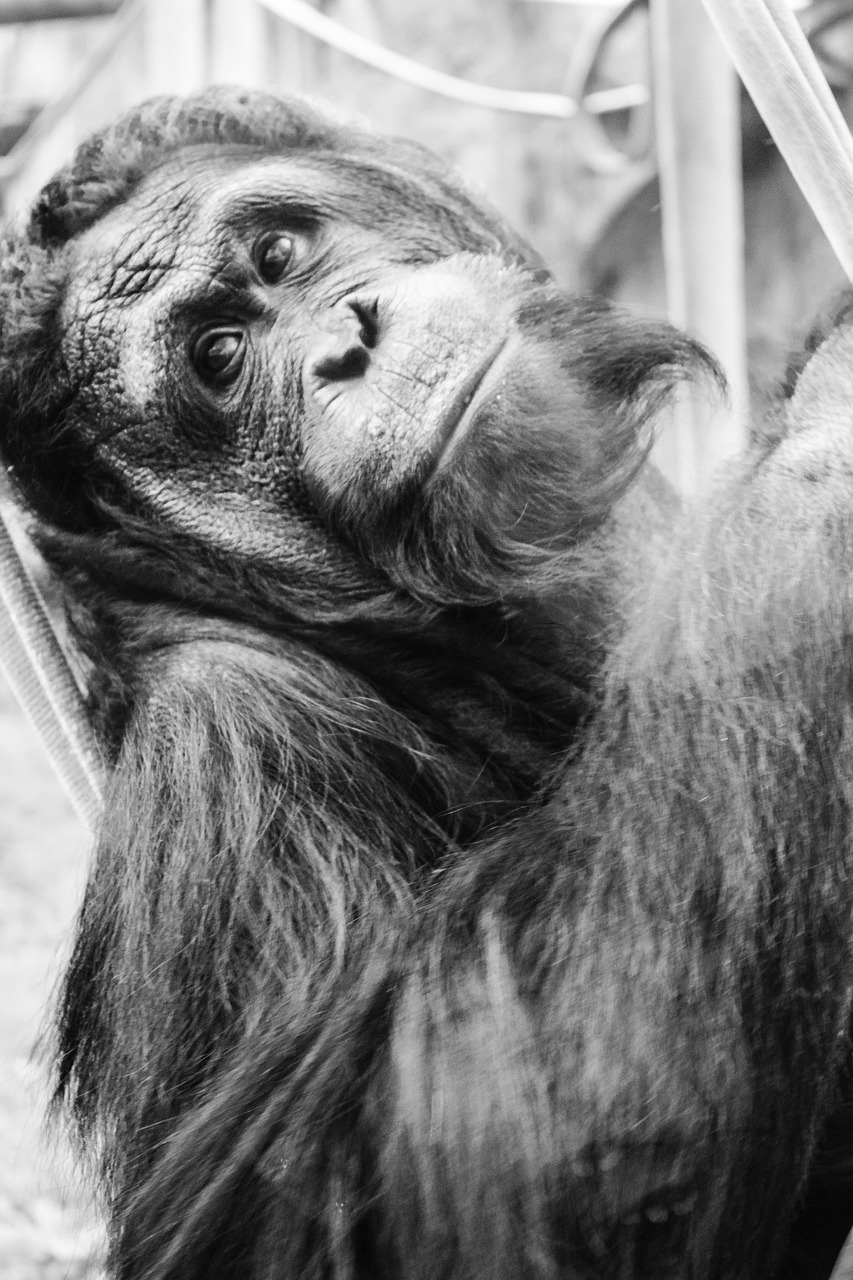 chimpanzee ape monkey free photo