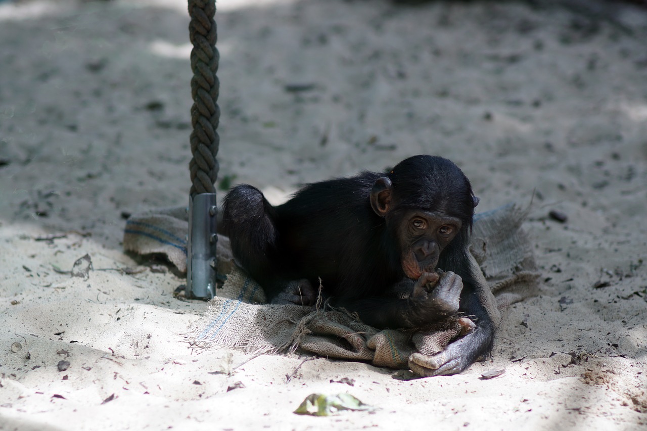 chimpanzee zoo small free photo