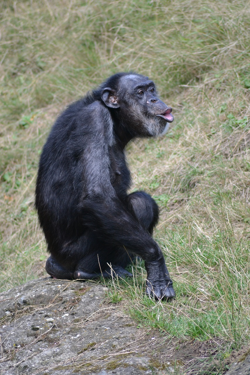 chimpanzee monkey zoo free photo