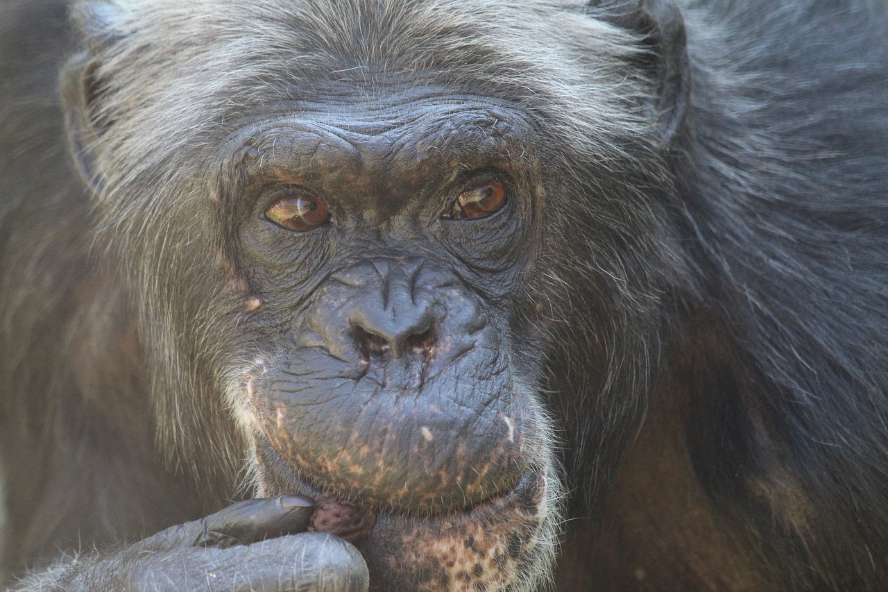 chimpanzee mammal zoo free photo