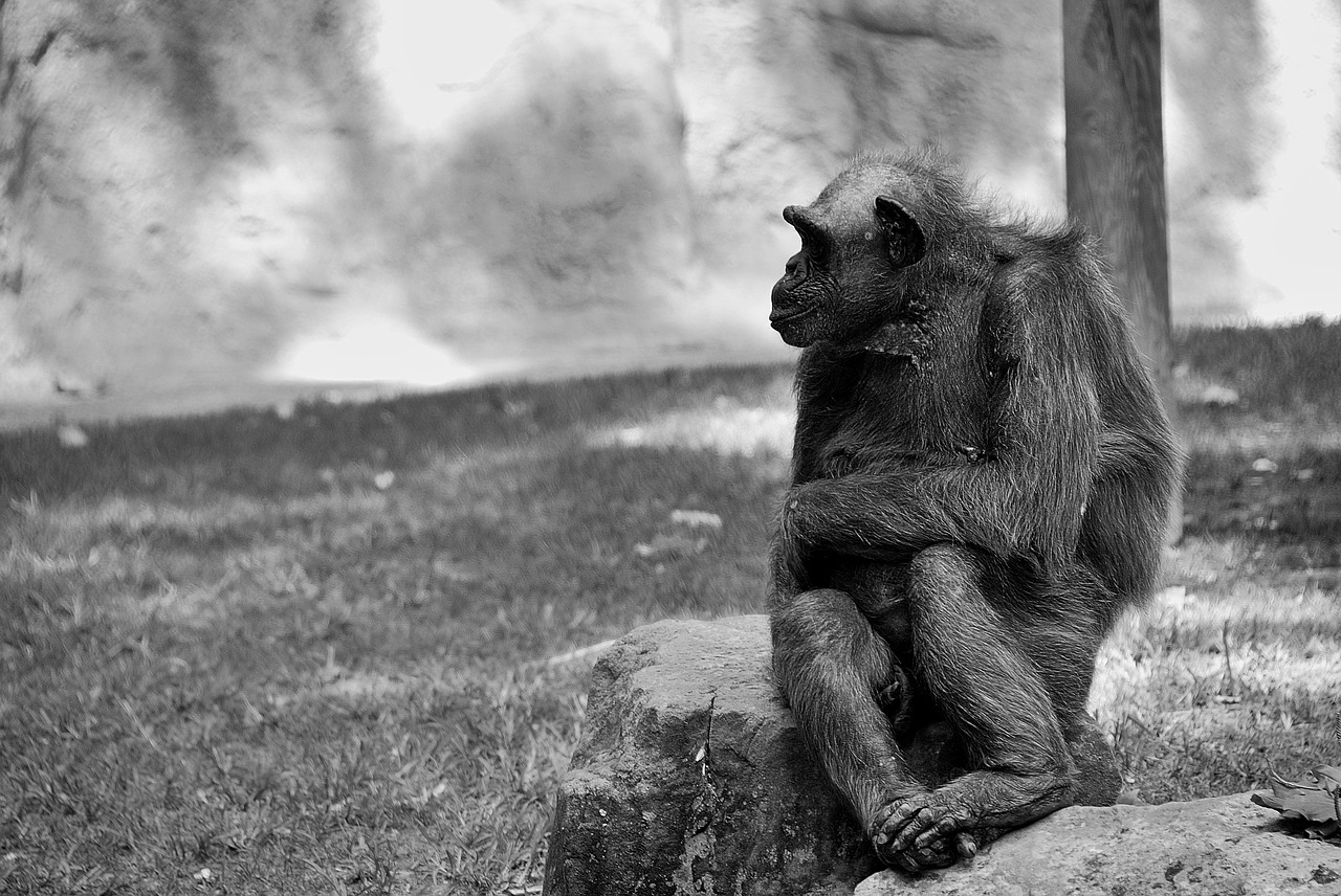 chimpanzee ape monkey free photo