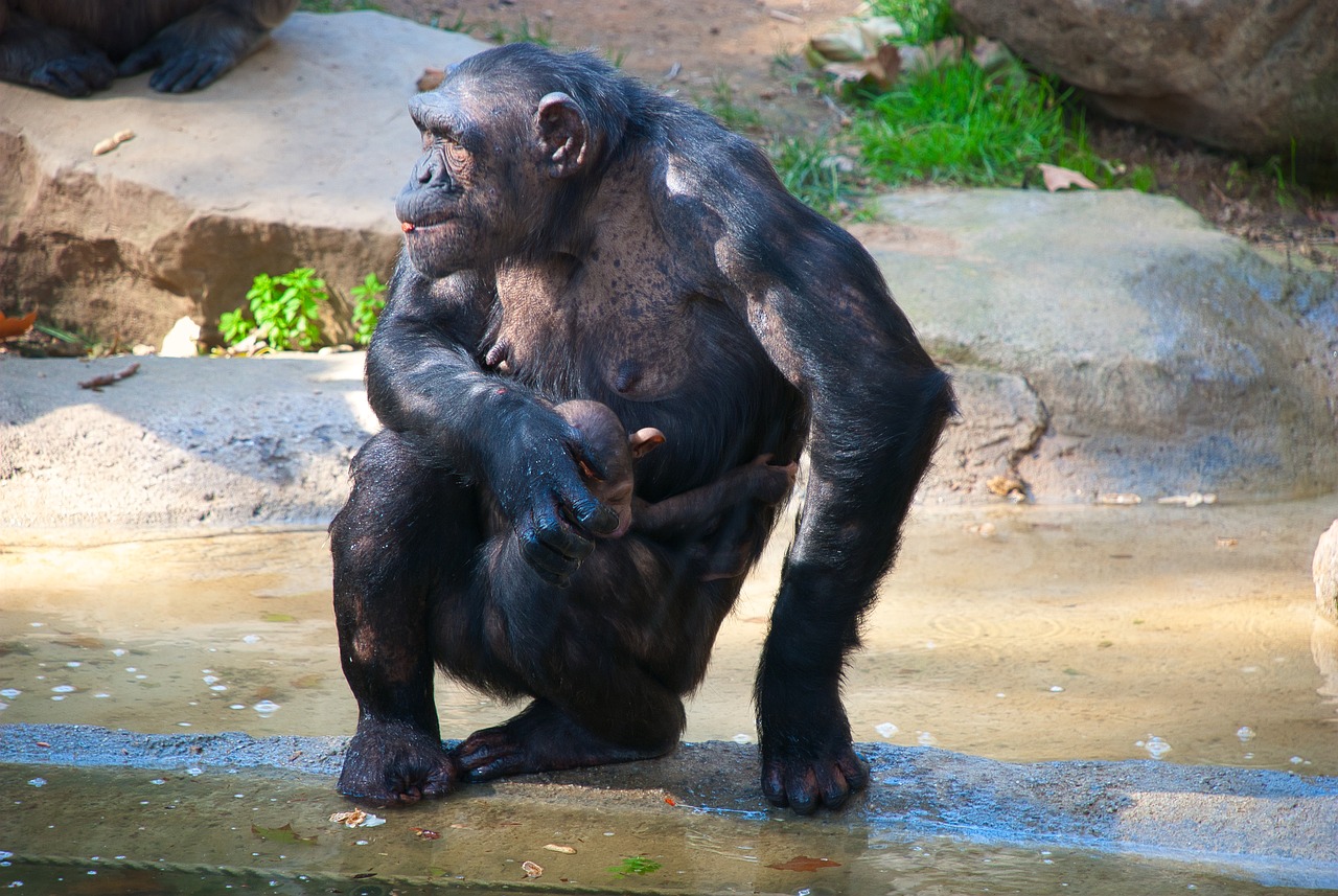 chimpanzee  mom  sitting free photo
