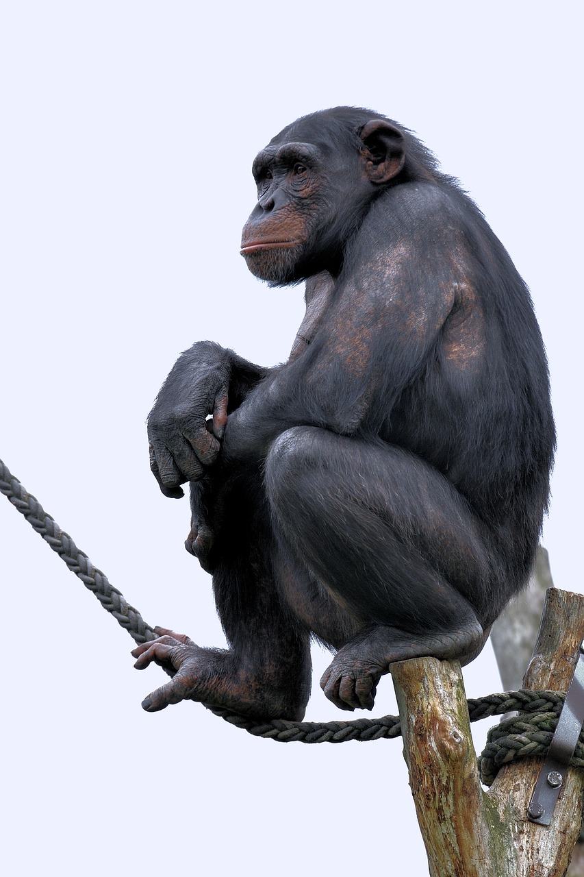 chimpanzee  monkey  primate free photo