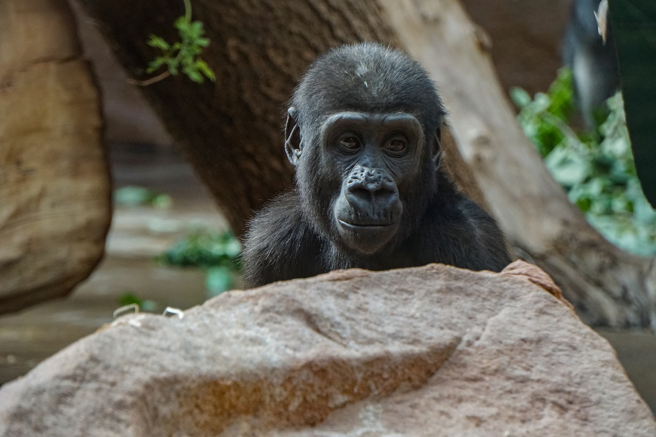 chimpanzee  baby chimp  zoo free photo