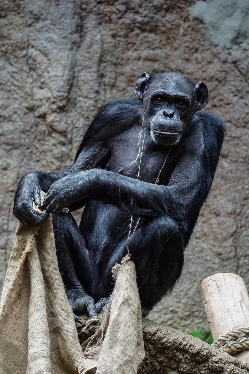 chimpanzee  monkey  mammal free photo