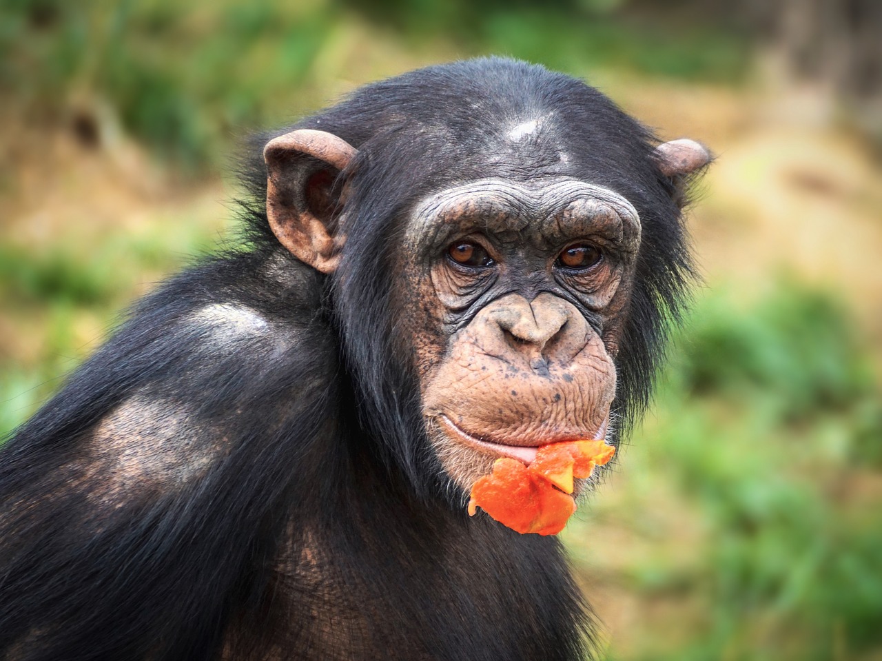 chimpanzee  monkey  ape free photo