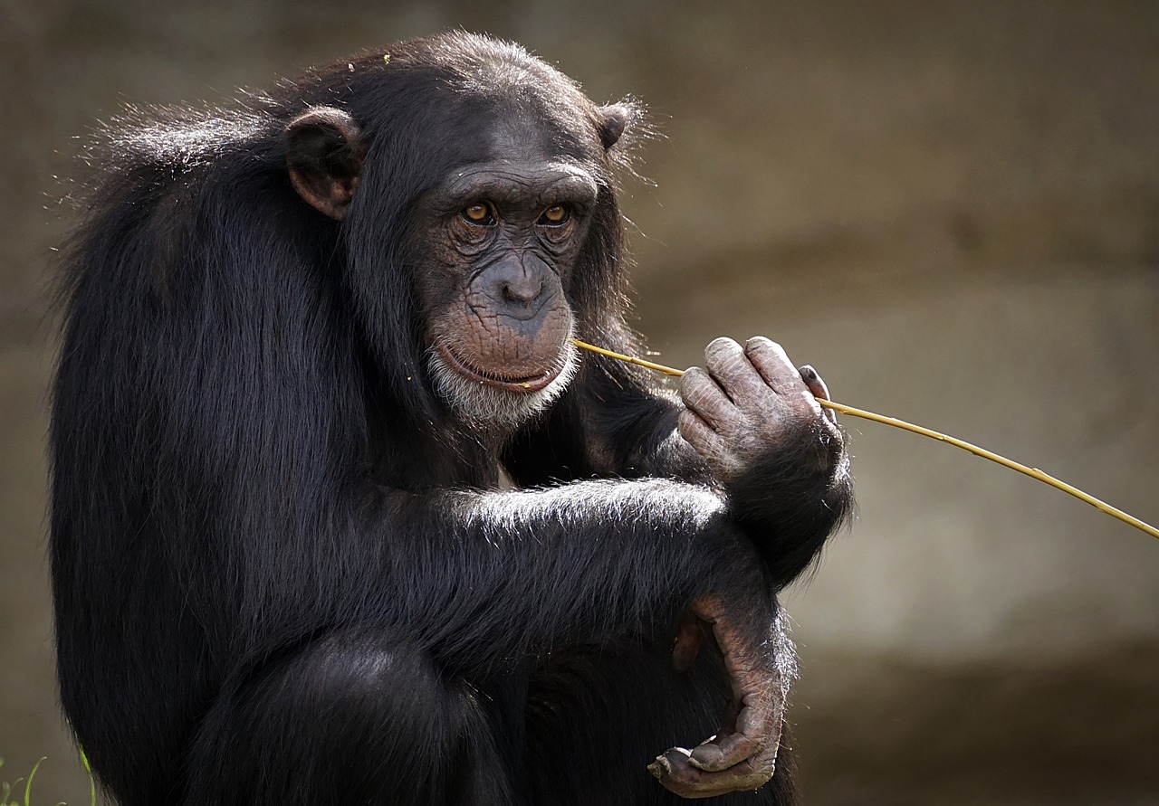 chimpanzee  monkey  ape free photo