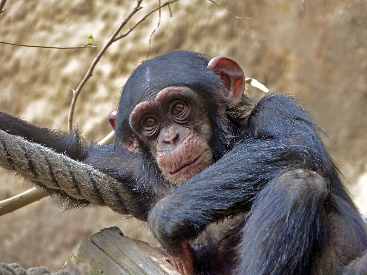 chimpanzee  zoo  eyes free photo